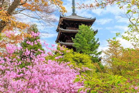 仁和寺 孔雀明王|仁和寺の見どころ 歴史と庭園を巡るおすすめスポット